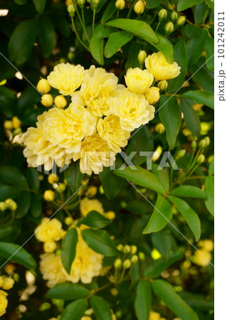 黄色いモッコウバラの花　3 101242011
