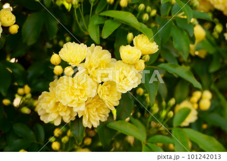 黄色いモッコウバラの花 2 黄色いモッコウバラの花 2 101242013