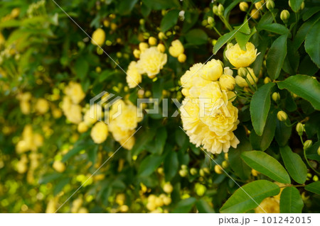 黄色いモッコウバラの花 1 黄色いモッコウバラの花 1 101242015