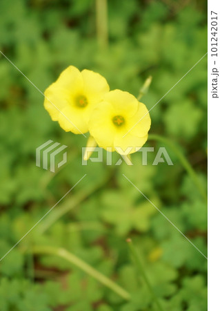 黄色いオオキバナカタバミの花 1 黄色いオオキバナカタバミの花 1 101242017
