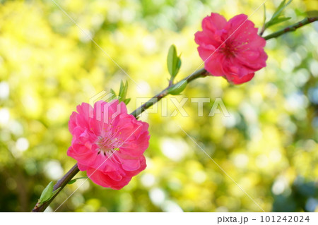 新緑に映える赤いハナモモの花 1 新緑に映える赤いハナモモの花 1 101242024