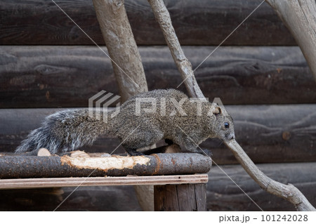 タイワンリス タイワンリス 101242028