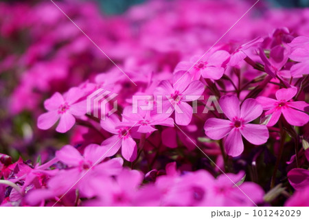 ピンク色のかわいいシバザクラ 101242029