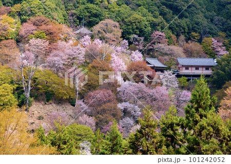 一目千本吉野山満開桜 一目千本吉野山満開桜 101242052