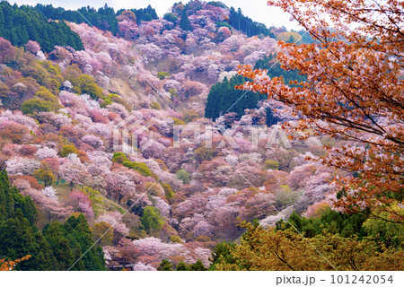 一目千本吉野山満開桜 101242054