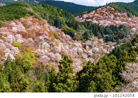 一目千本吉野山満開桜 一目千本吉野山満開桜 101242058