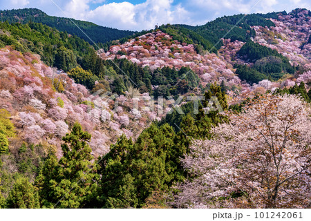 一目千本吉野山満開桜 101242061