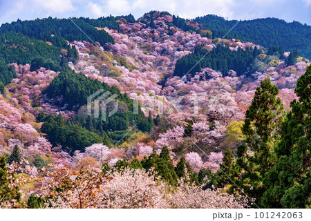 一目千本吉野山満開桜 一目千本吉野山満開桜 101242063