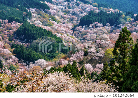 一目千本吉野山満開桜 101242064