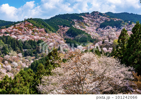 一目千本吉野山満開桜 101242066