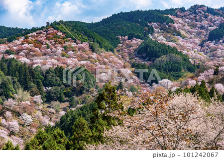 一目千本吉野山満開桜 101242067