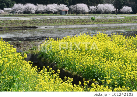 春の田園風景と菜の花と桜 101242102