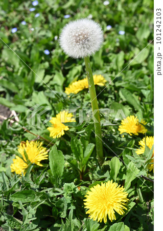 春の訪れを告げるタンポポの花 101242103