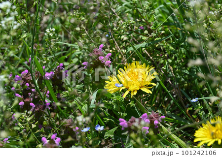 春の野に咲くタンポポとホトケノザ 春の野に咲くタンポポとホトケノザ 101242106