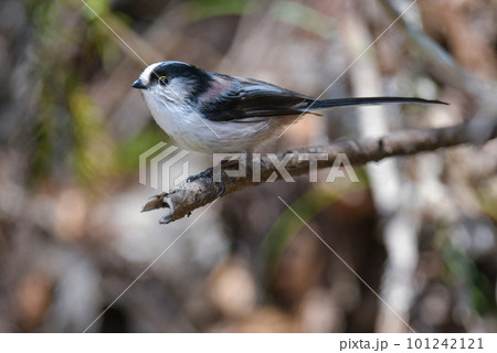 身近な公園や庭にやってくるぬいぐるみかマシュマロみたいなかわいい小鳥エナガ 身近な公園や庭にやってくるぬいぐるみかマシュマロみたいなかわいい小鳥エナガ 101242121