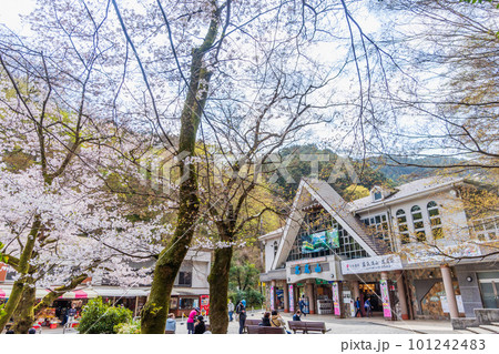 桜咲く清滝駅前風景 桜咲く清滝駅前風景 101242483