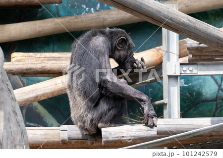 チンパンジー 101242579