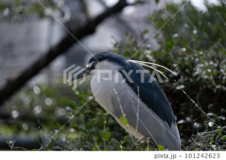 ゴイサギ 101242623