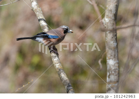 里山や雑木林で見られる美しい野鳥カケス 101242963