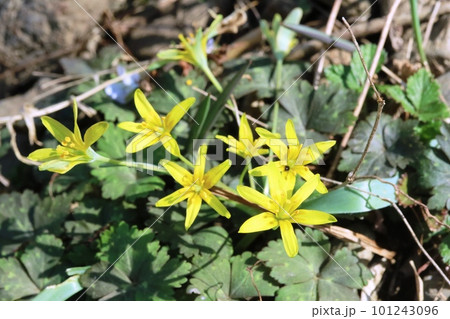 春に咲く黄色い小さな花 キバナノアマナ(黄花の甘菜) 春に咲く黄色い小さな花 キバナノアマナ(黄花の甘菜) 101243096