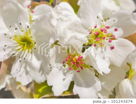 白い梨の花 白い梨の花 101243874