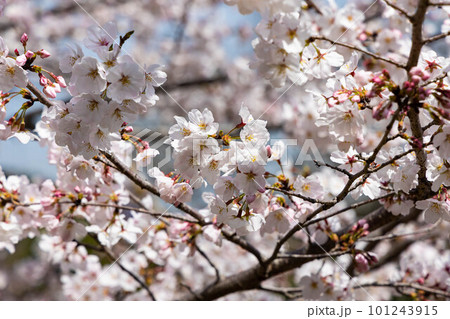 EOSR6.広島尾道、日差しと日陰の桜。 101243915