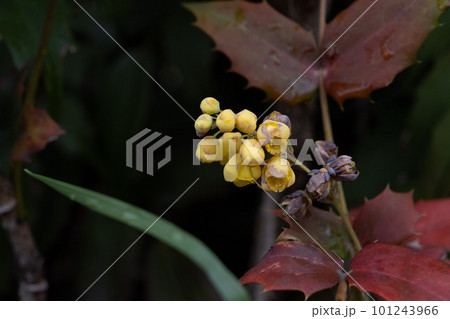 ヒイラギナンテン 101243966