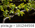 柿若葉 101244508