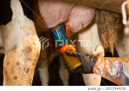 Hand of farmer holding bottle with iodine on udder of cow before milking Hand of farmer holding bottle with iodine on udder of cow before milking 101244656