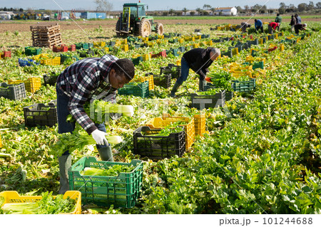 Group of men gardeners picking harvest of fresh celery to crates Group of men gardeners picking harvest of fresh celery to crates 101244688