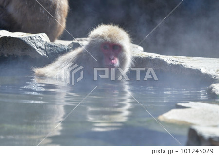 地獄谷温泉でのんびりお湯につかるサル 地獄谷温泉でのんびりお湯につかるサル 101245029
