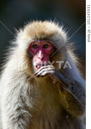 地獄谷温泉でのんびりお湯につかるサル 101245031