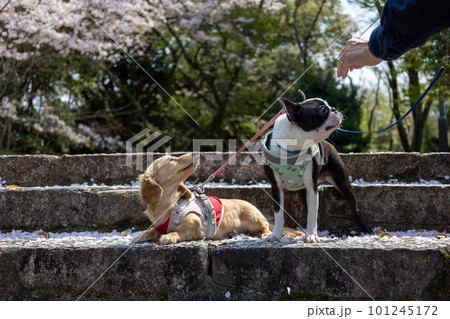満開の桜の前でお座りするダックスフンドとボストンテリア 101245172