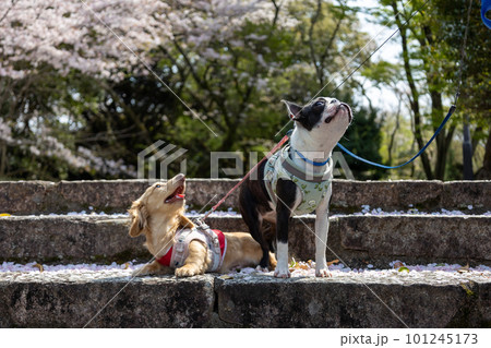 満開の桜の前でお座りするダックスフンドとボストンテリア 101245173
