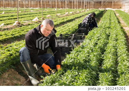 Mature man gardener picking harvest of arugula in hothouse 101245201