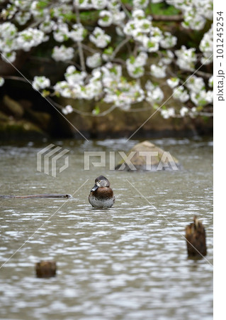 早春の満開の桜とめったに見られない珍しい水鳥クビワキンクロ 早春の満開の桜とめったに見られない珍しい水鳥クビワキンクロ 101245254