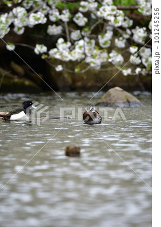 早春の満開の桜とめったに見られない珍しい水鳥クビワキンクロ 早春の満開の桜とめったに見られない珍しい水鳥クビワキンクロ 101245256