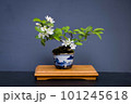 盆栽（カイドウザクラ） 101245618