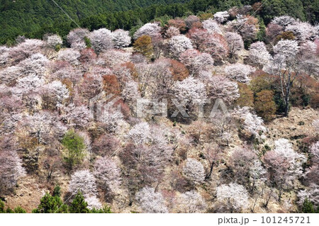 山の斜面に咲く山桜 山の斜面に咲く山桜 101245721