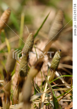 春日和の野の足下から顔を出す、美味しそうなかわいいツクシ（スギナ）の穂（マクロレンズ使用接写写真） 101245738