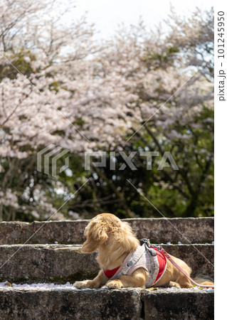 桜の木の下でお座りするカニンヘンダックス 101245950