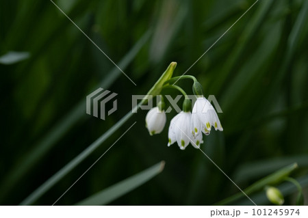 スノーフレーク 101245974