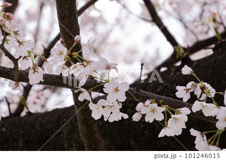 背割堤の桜 101246015