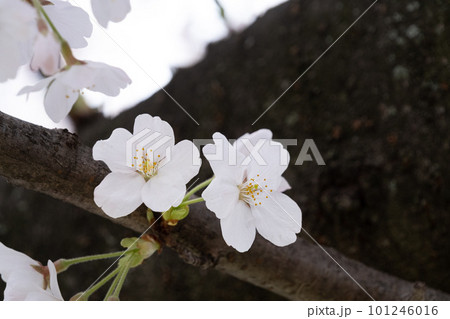 背割堤の桜 101246016
