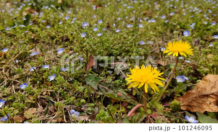 4月初めに咲くたんぽぽとイヌフグリ 101246095