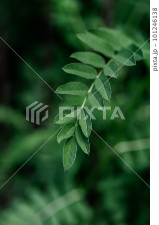 Green vicia leaf on a green natural background. Green vicia leaf on a green natural background. 101246138