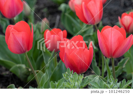 チューリップ 101246250
