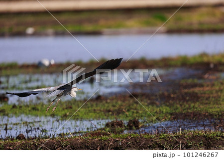 水田に餌を探しに飛来した青鷺 101246267
