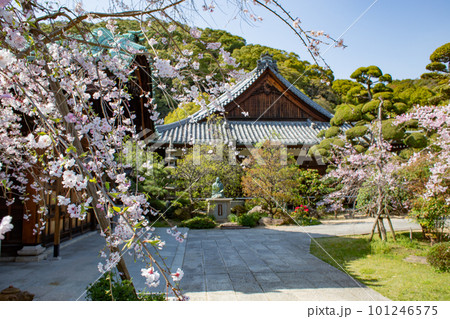 桜が満開の神戸・須磨寺の庭園 101246575