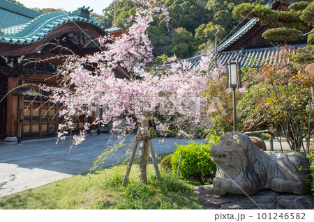 桜が満開の神戸・須磨寺の庭園 101246582